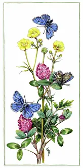 Cynthia: Clover, buttercups and blue butterflies