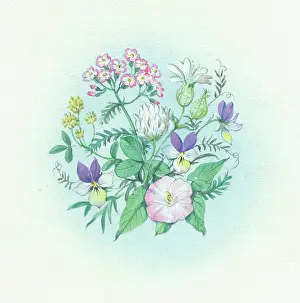 Convolvulus: Clover, convolvulus, viola
