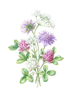 Scabious: Clover, cow parsley and scabious