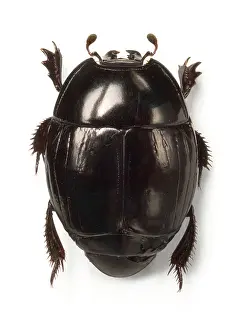 Entomological: Clown beetle