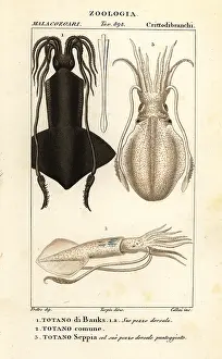 Giarrè: Clubhook squid, European squid and cuttlefish