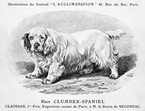 Clumber: Clumber Spaniel Dog