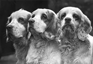 Sandringham: Clumber Spaniels