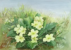 Clump: Clump of primroses in landscape