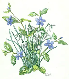 Clump: A clump of snowdrops and periwinkle