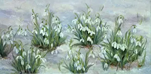 Clumps: Six clumps of snowdrops in snow