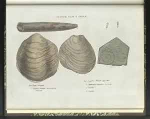 Theories: Clunch Clay fossils