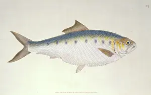 1768 1837: Clupea alosa, shad