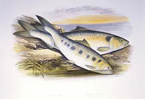 Houghton: Clupea finta, twaite shad
