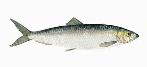 Herrings: Clupea harengus, or Atlantic Herring