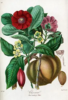 Clusiaceae: Clusiaceae - Gamboge