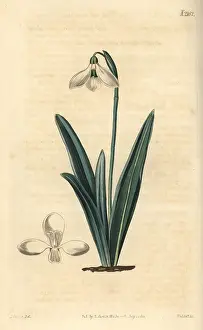 Galanthus: Clusius snowdrop, Galanthus plicatus
