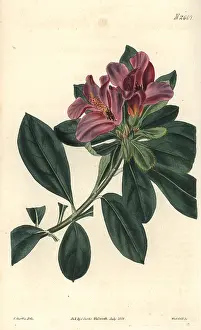 Weddell: Cluster-flowered Indian azalea with purple