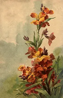 Tapering: Cluster of Flowers