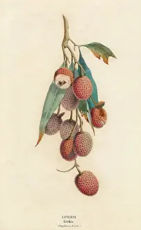 Euphoria: A cluster of lychee fruit - China