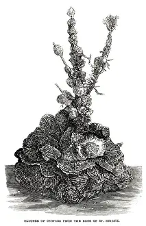 Brieux: Cluster of Oysters from the Beds of St. Brieux