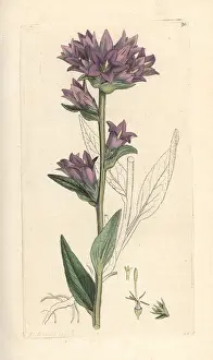 Clustered: Clustered bellflower, Campanula glomerata