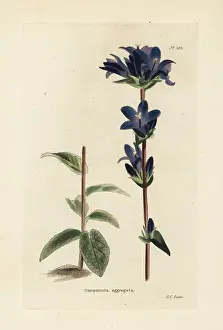 Clustered: Clustered bellflower, Campanula glomerata
