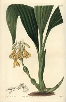 Ridgway: Clustered calanthe orchid, Calanthe densiflora