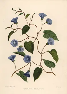 Ninian: Clustervine, Jacquemontia pentanthos