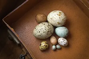 Clutch: Clutch of eggs