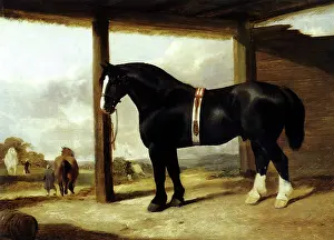 Sheriff: Clydesdale Stallion