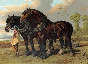 Horsepower: Clydesdale stallion and mare harnessed to the plough