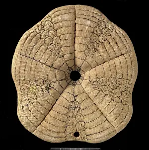 Echinoid: Clypeaster altus, a fossil echinoid