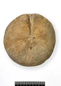 Echinoderm: Clypeus ploti, fossil echinoid