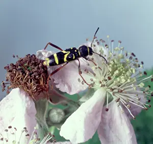 1831 1899: Clytus arietis, wasp beetle
