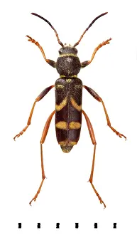 Longhorned: Clytus arietis, Wasp beetle