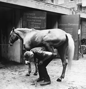 Nail: Coach horse in Amsterdam during the Second World War