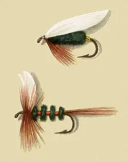 Atherton: Coachman Flies