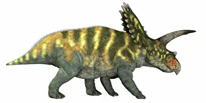 Coahuilaceratops: Coahuilaceratops dinosaur