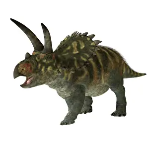Terrible: Coahuilaceratops dinosaur