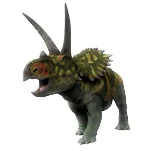 Coahuilaceratops: Coahuilaceratops dinosaur, front view