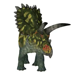 Ceratopsian: Coahuilaceratops dinosaur, front view on white background