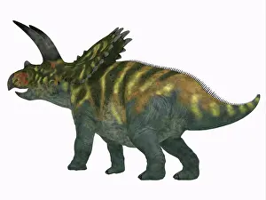 Ceratopsian: Coahuilaceratops dinosaur on white background