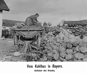 Cabbage: Coal harvest in Bavaria, 1909
