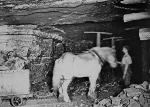 Collieries: Coal mine pit pony Victorian period