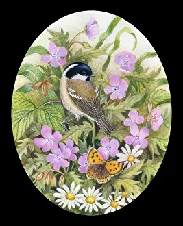 Rogerson: Coal Tit with Butterfly