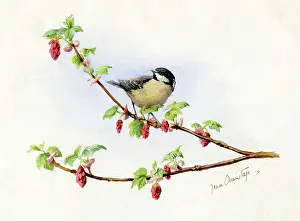 Armitage: Coal Tit on flowering currant