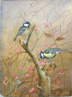 Rickman: Coal tit and great tit on a branch