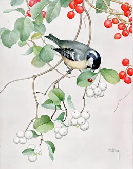 Ladybirds: Coal Tit with Ladybird on Red and White Currants