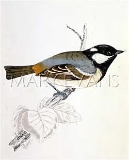 Ater: COAL TIT (MORRIS)