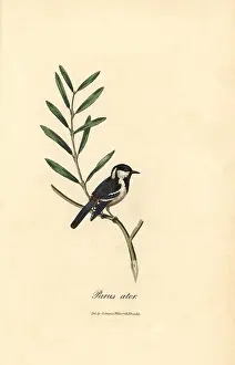 Ater: Coal tit, Periparus ater