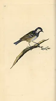 Ater: Coal tit, Periparus ater