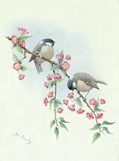 Armitage: Coal tits on blossom