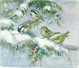 Tits: Coal tits and goldcrests on snowy branches