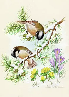 Aconites: Coal Tits on pine with aconites and crocuses